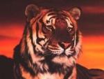Tigerlejoy